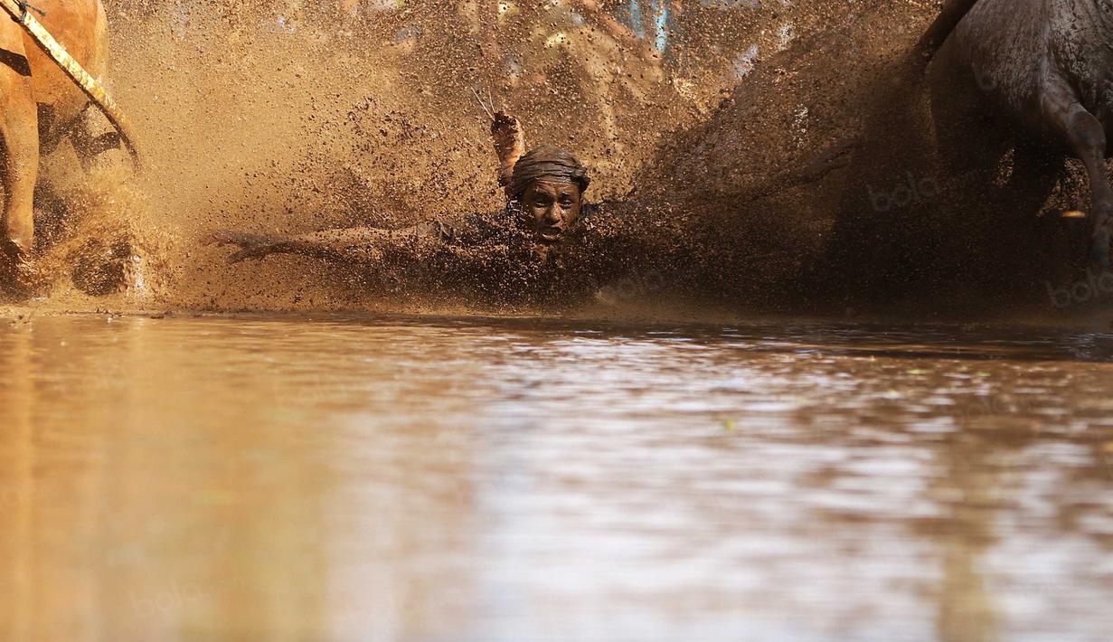 Joki terlepas Jawi saat mencoba memacu dengan kencang pada ajang Pacu Jawi di Tanah Datar, Sumatera Barat, Sabtu (13/8/2016). (Bola.com/Nicklas Hanoatubun)