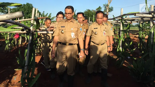 Anies Baswedan Panen Padi di Sawah