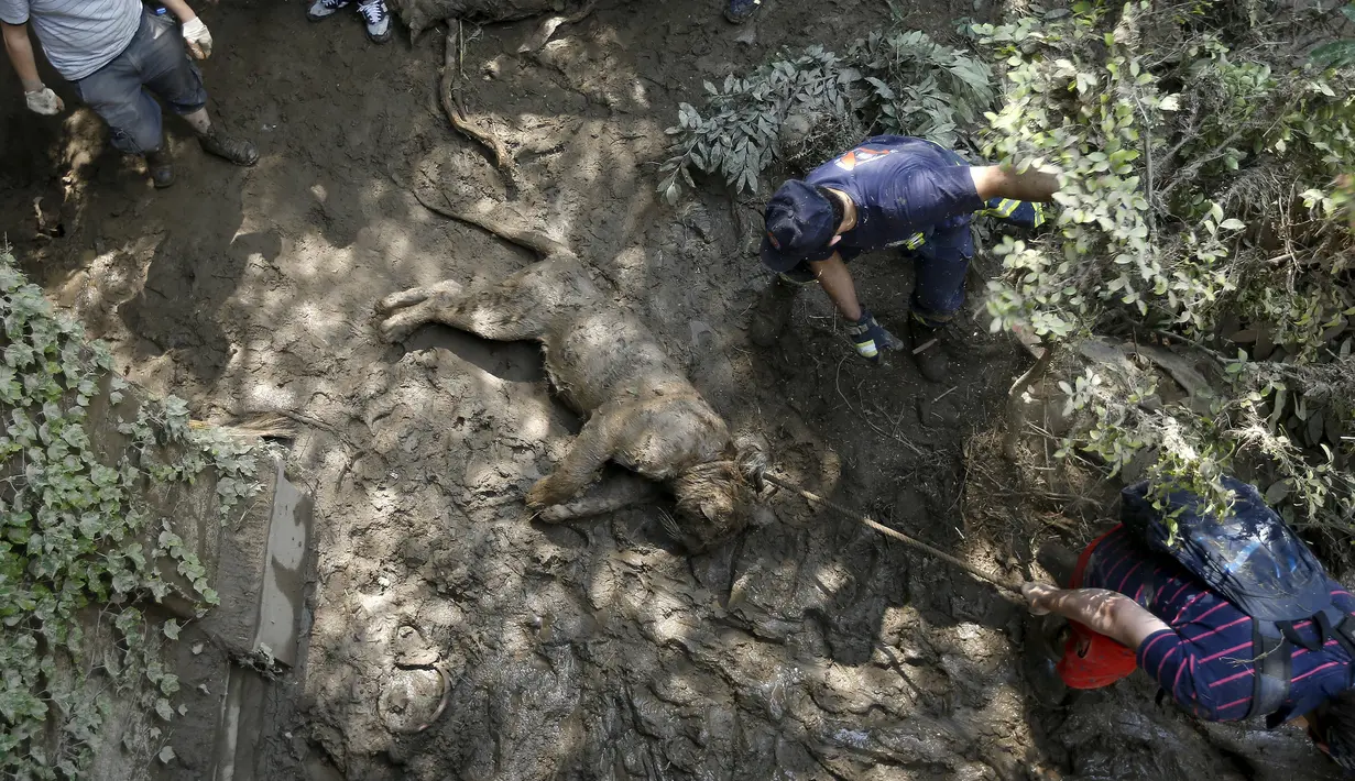 Petugas mengevakuasi harimau mati yang hanyut diterjang banjir di kebun binatang Tbilisi, Georgia, Amerika Serikat (AS), Senin (15/6/2015). (REUTERS/David Mdzinarishvili)
