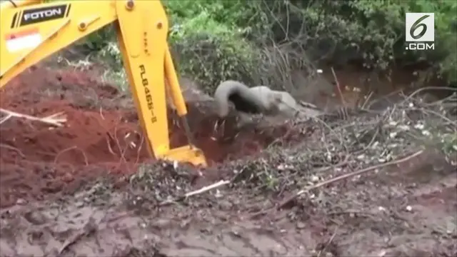 Seekor gajah di Sri Lanka terjebak masuk ke dalam sebuah sumur.