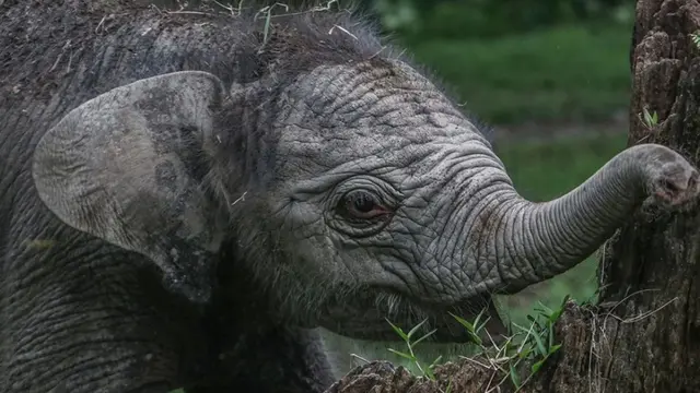 Gajah Sumatera Ngantini Lahirkan Bayi Gajah Betina di TWA Buluh Cina