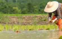 Hitung-Hitungan Kementan, Pendapatan Petani Milenial Bisa Tembus Rp10 juta Per Bulan