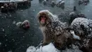 Monyet salju duduk di pinggir kolam air panas di Jigokudani Monkey Park, Prefektur Nagano, Jepang, Senin (18/1). Taman ini memiliki satu kolam air panas buatan manusia yang selalu dikerumuni monyet salju liar. (AFP PHOTO/Yasuyoshi CHIBA)