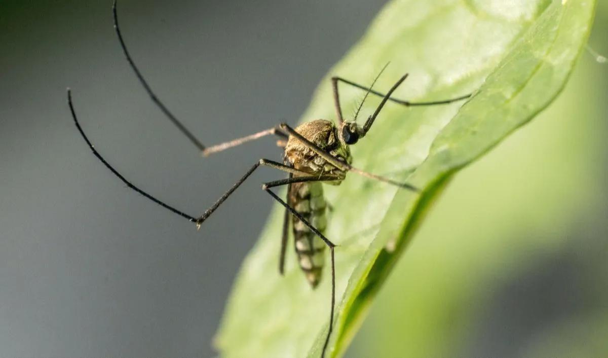 Ngabila menambahkan, wolbachia&nbsp;merupakan inovasi yang baik, aman, efektif untuk menekan kasus DBD di Indonesia.&nbsp;<br>