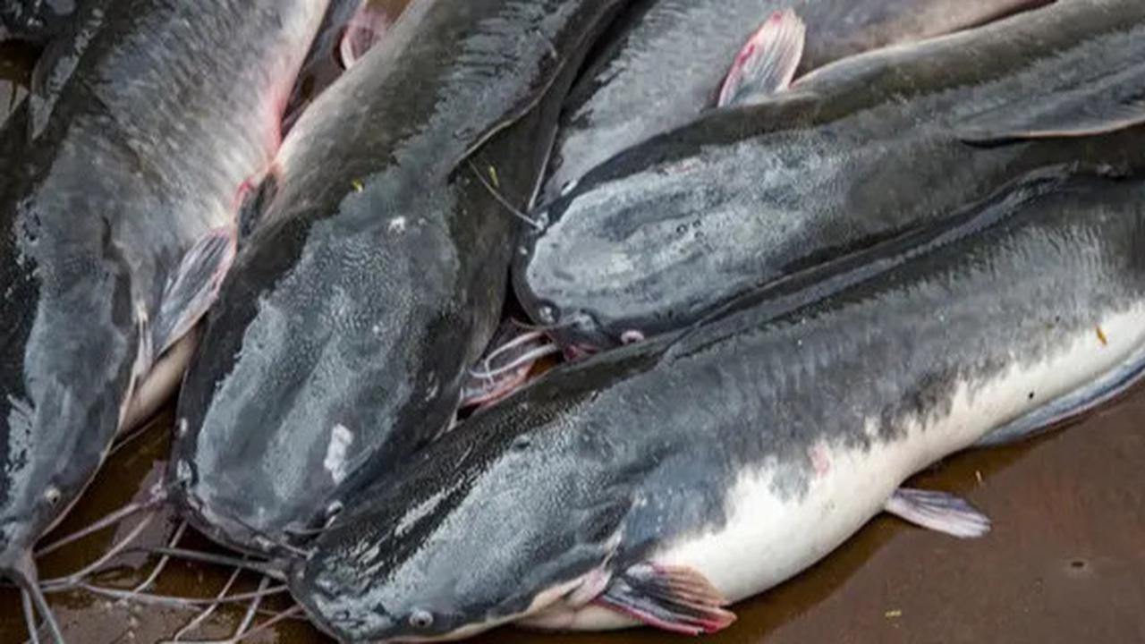 Cara Membunuh Ikan Lele Tanpa Memukul, Coba Cara Mudah Ini Menggunakan Garam