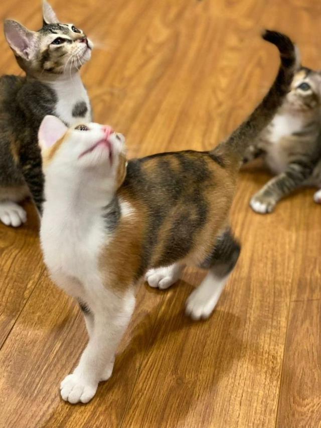 Mika, Miki, dan Miko.