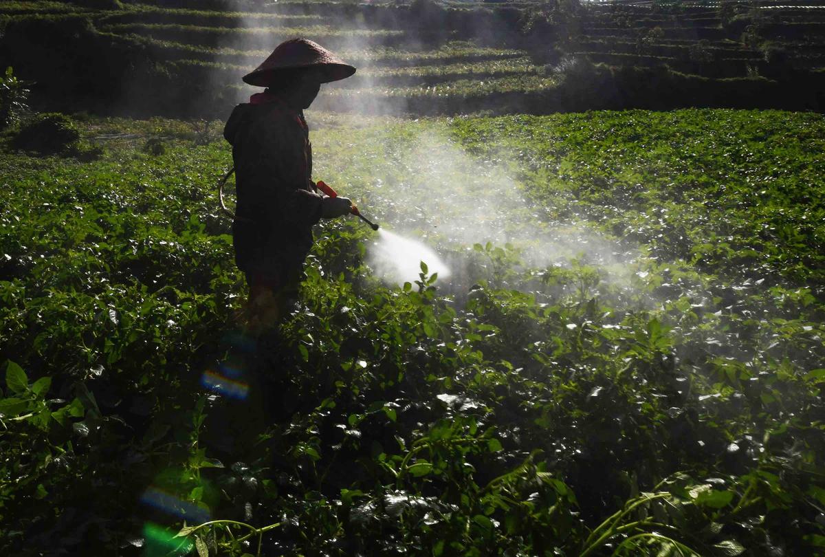 FOTO: Petani Kentang Dieng Terpinggirkan di Tengah Turunnya Harga Pupuk Subsidi