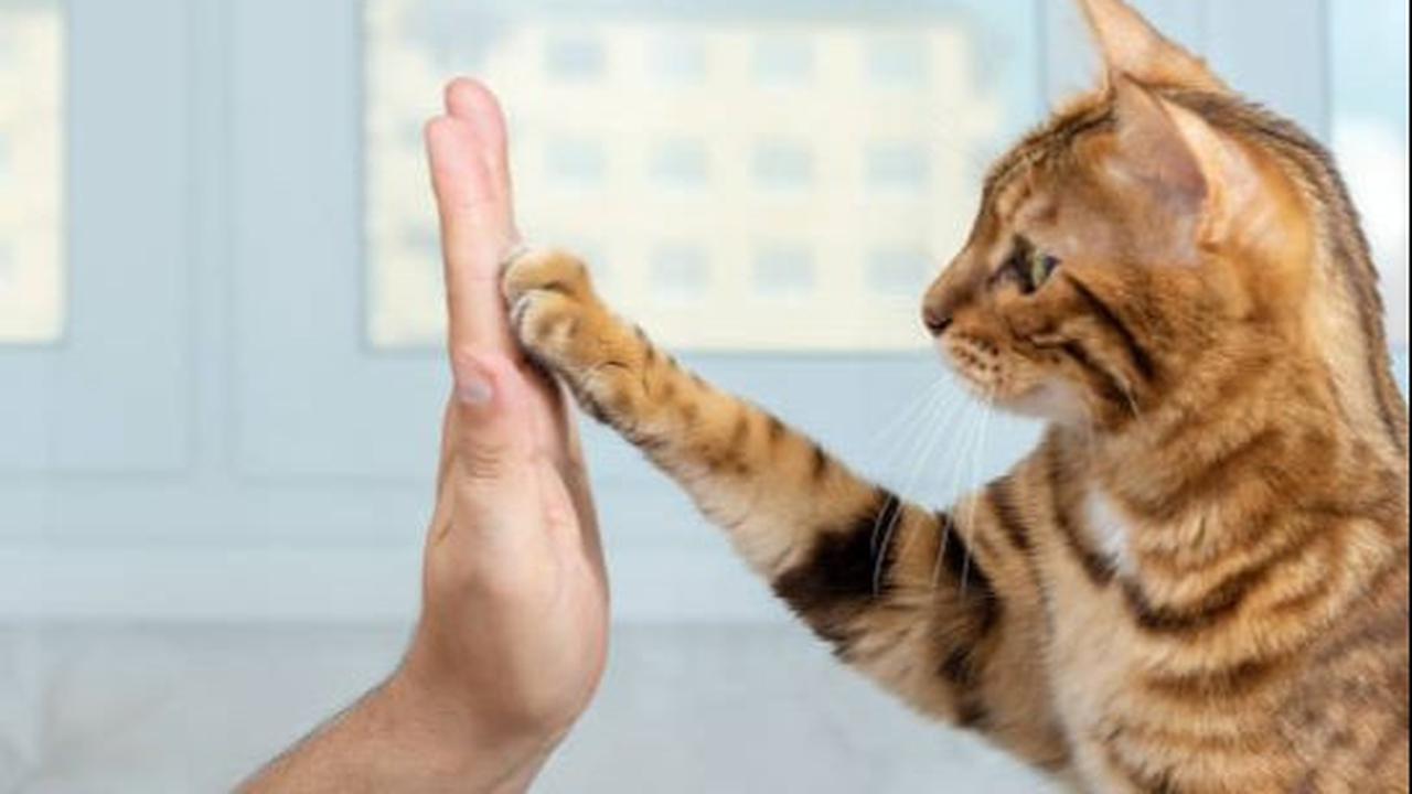 Cara Melatih Kucing
