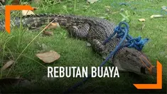 Penangkapan buaya di Ambon, Maluku diwarnai kericuhan setelah warga mencoba mengambil hewan buas tersebut untuk penangkaran.