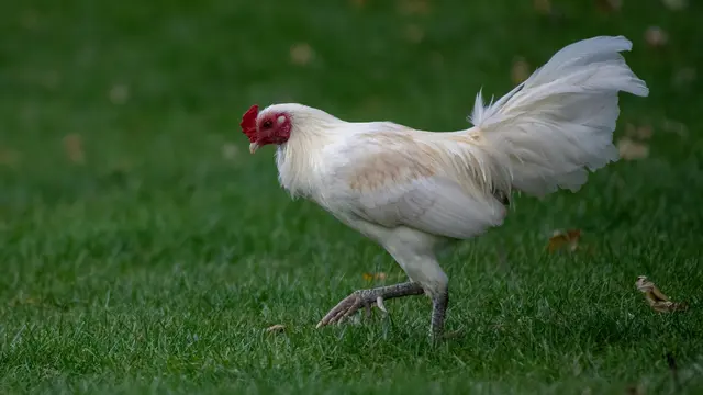 Ilustrasi ayam jago putih