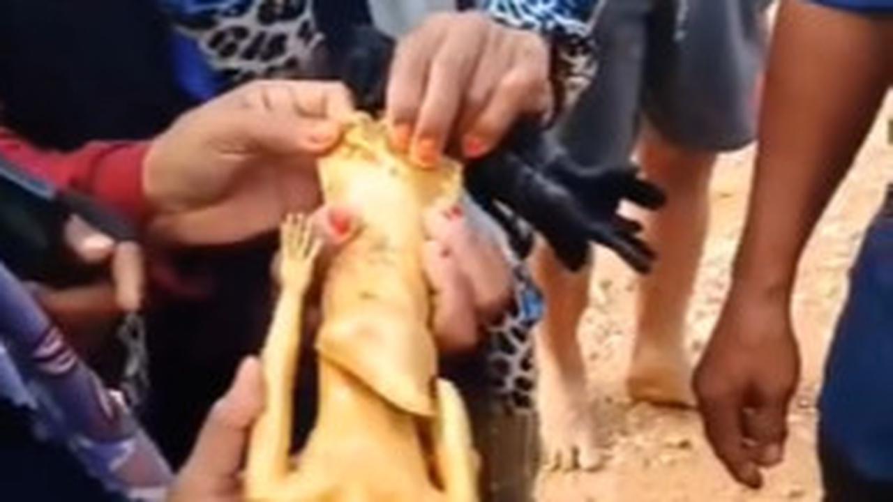 Satu Kalimantan Geger, Pria Ini Temukan Patung Emas di Area Perkebunan Sawit