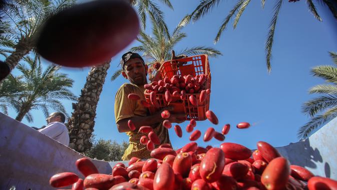 Seorang petani menaruh kurma yang baru dipetik selama panen tahunan di Deir al-Balah di Jalur Gaza tengah (24/9/2019). Warga Palestina yang tinggal di Deir al-Balah tengah sibuk dengan hasil panen kurmanya yang melimpah. (AFP Photo/Said Khatib)