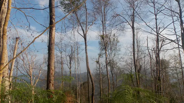 Suasana di dalam hutan Gunung Maras