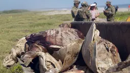Bangkai penyu laut yang mati di parairan dekat Puerto Escondido, Meksiko, (28/8). Kantor perlindungan lingkungan mengatakan sekitar 300 penyu laut telah mati terjebak di dalam jaring ikan ilegal yang terlantar. (AP Photo/Jose Ignacio Santiago Martinez)