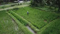 Suami Istri Bekerja tapi Tetap Punya Side Hustle sebagai Petani, Begini Caranya