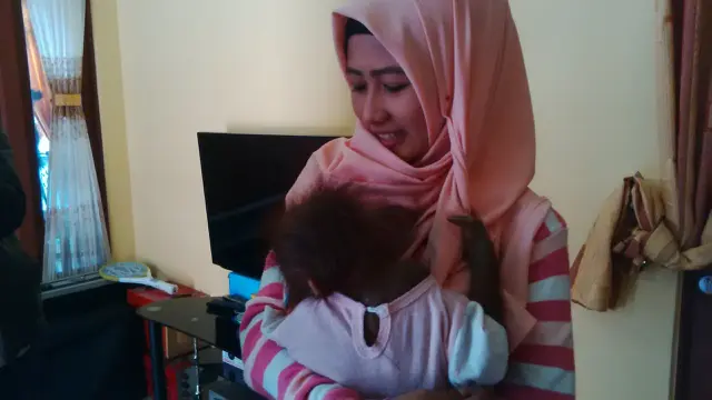 ​Perpisahan Dramatis Unyu Si Bayi Orangutan dan Keluarga Angkat