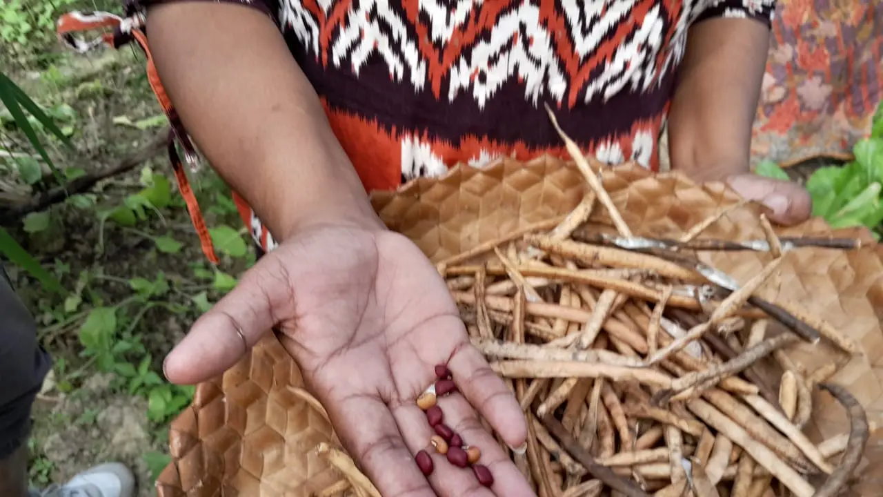 Kacang nasi, salah satu bahan pangan yang mudah ditemukan di Desa Sopo NTT yang punya kandungan protein baik.