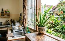 12 Tanaman Hias yang Cocok Diletakkan di Dekat Jendela Dapur, Percantik Sudut Memasak
