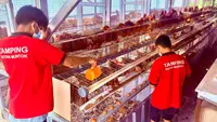Warga Binaan Rutan Muntok Dilatih Beternak, Produksi 300 Telur Sehari