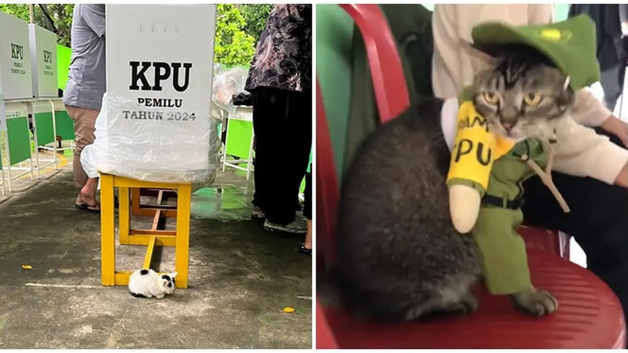 6 Potret Aksi Lucu Kucing di TPS Ini Bikin Pemilih Gemas, Bak Jadi Petugas KPPS
