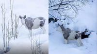 Moose Piebald&nbsp;muncul di Norwegia (Foto: Thomas M&oslash;rch)