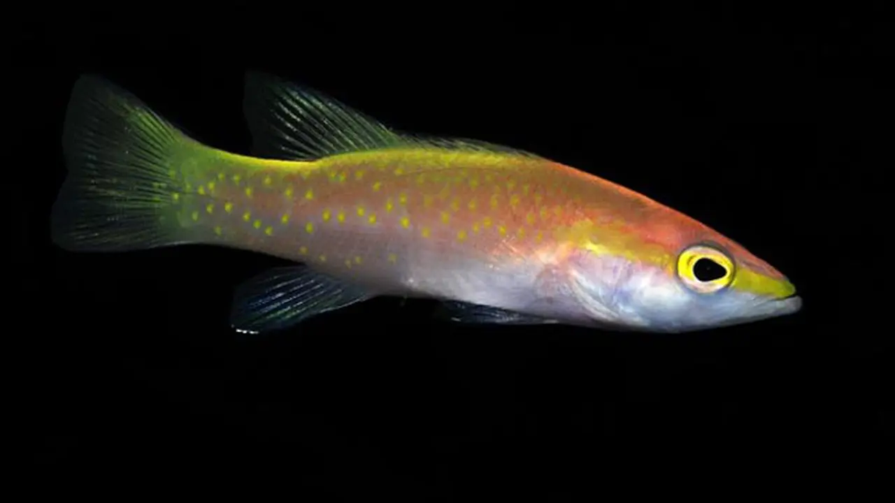 5 Jenis Ikan Tropis Termahal, Harganya Sampai Miliaran