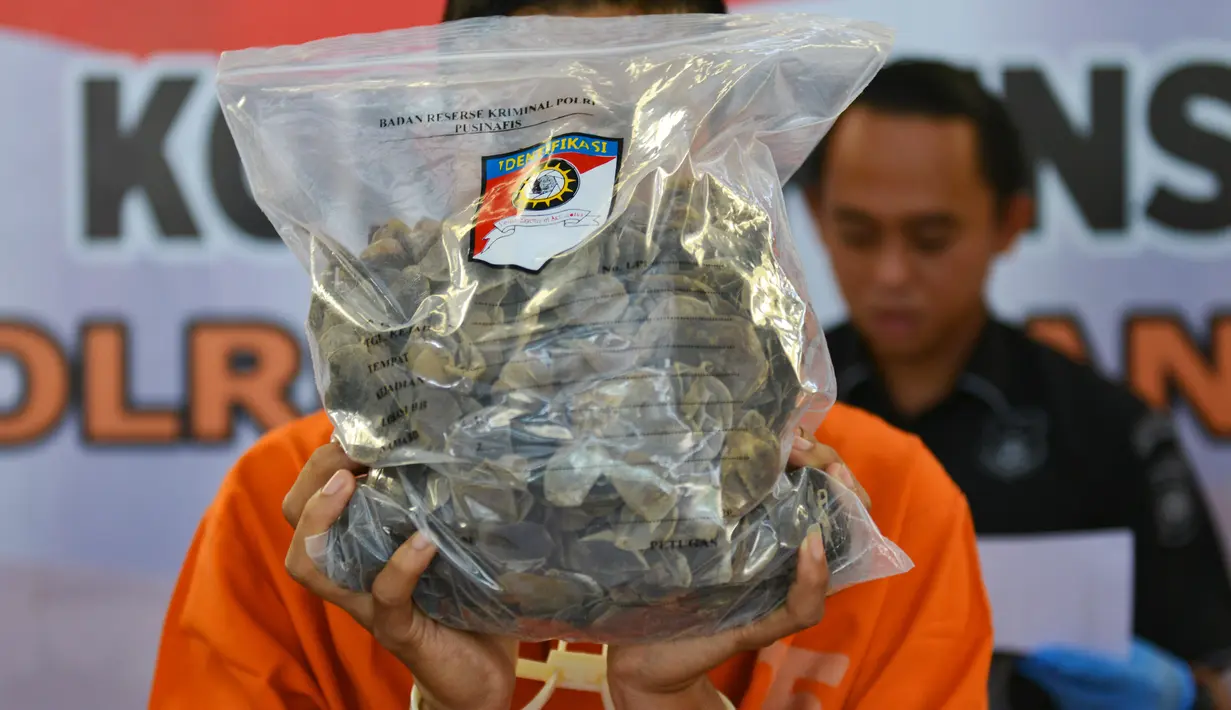 Tersangka memperlihatkan barang bukti sisik satwa trenggiling di Mapolresta Banda Aceh, Aceh, Rabu (21/8/2019). Polisi membekuk tiga orang secara terpisah, yang diduga merupakan eksekutor dan penjual hewan dilindungi tersebut dengan harga Rp 3 juta perkilogramnya. (CHAIDEER MAHYUDDIN/AFP)