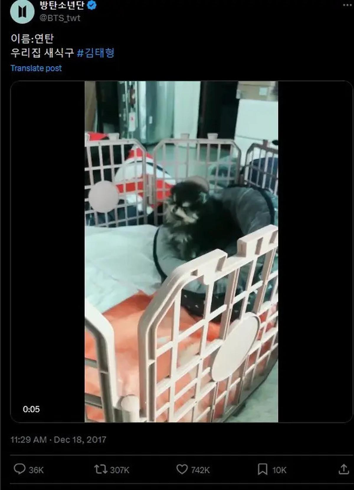 6 Potret Kenangan Yeontan dengan V BTS, Saat Diadopsi hingga Tampil dalam Teaser Lagu di Pengujung Usianya