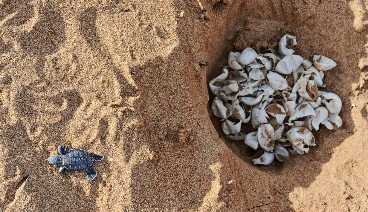 Seekor tukik penyu hijau merayap keluar dari sarangnya menuju arah laut di sebuah pantai Pulau Manda, Kenya, 18 Juni 2019. (TONY KARUMBA/AFP)
