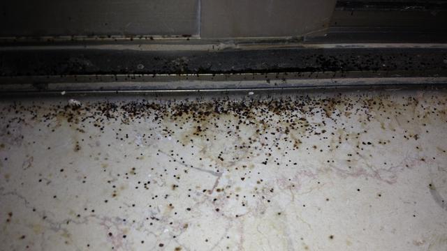 Trik Atasi Jamur di Dinding