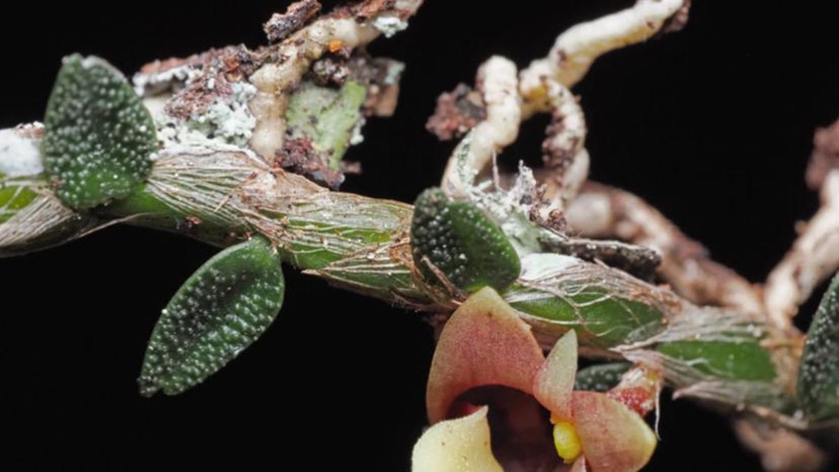 Anggrek Ulat Asal Indonesia Masuk Daftar 10 Penemuan Tanaman Baru Paling Fenomenal 2025