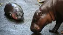 Moo Deng dalam bahasa Thailand berarti 'bouncy pig' alias babi mantul seperti bola. (Lillian SUWANRUMPHA/AFP)