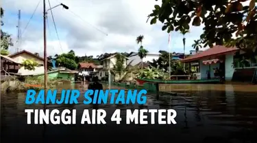 Banjir masih merendam kawasan Sintang, Kalimantan Barat. Puluhan desa terendam, dan akibatnya permukiman warga terdampak. Hingga kini air mulai surut, dari 6 menjadi 4 meter.