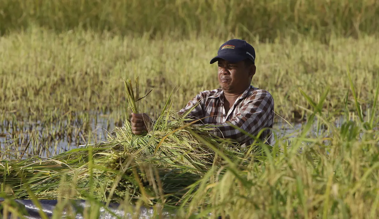 Seorang petani mengikat seikat batang padi setelah hujan baru-baru ini selama musim panen di desa Svay Bork di luar Phnom Penh, Kamboja, Selasa (3/11/2020). Petani Kamboja mulai memanen padi setelah musim hujan. (AP Photo/Heng Sinith)