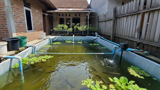 Usaha Ternak Ikan di Rumah Sempit Ikan Gabus