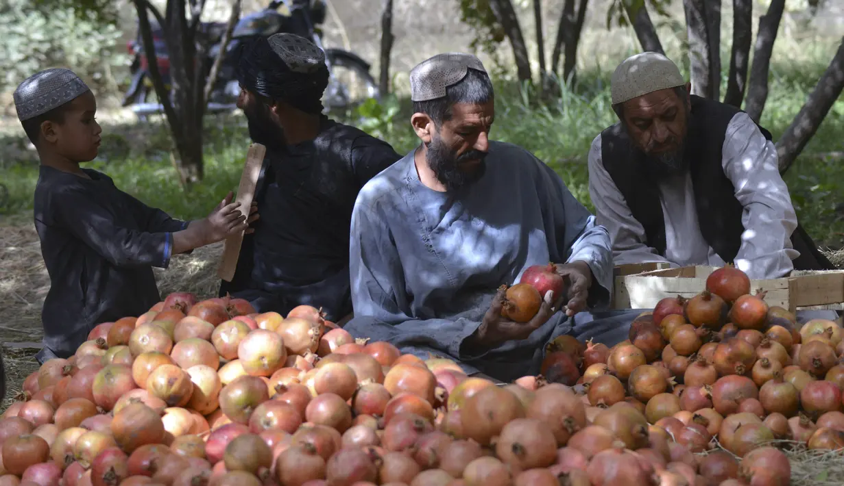 Pekerja menyortir buah delima yang dipanen di desa Mazara di distrik Arghandab, Kandahar (5/10/20210). Banyak warga Afghanistan yang membudidayakan buah ini sebagai mata pencarian utama. (AFP/ Javed Tanveer)