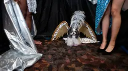 Seekor anjing mengenakan sayap menunggu di belakang panggung untuk New York Pet Fashion Show ke-17 di New York City, Kamis (6/2/2020). Acara ini menampilkan pertunjukan anjing yang berjalan di catwalk dengan kostum yang unik. (Photo by Johannes EISELE / AFP)