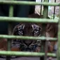 Harimau sumatera bernama Bintang Baringin, jenis kelamin jantan, berusia 10 tahun, di Medan Zoo (Reza Efendi)