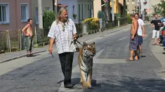 Pemilik dan pelatih hewan sirkus, Jaromir Joo mengajak harimaunya yang bernama Taiga berjalan-jalan di Letovice, Republik Ceko, 30 Agustus 2015. (AFP PHOTO/Radek MICA)