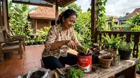 5 Cara Menanam Kenikir di Toples Bekas Astor, Solusi Praktis Lahan Sempit