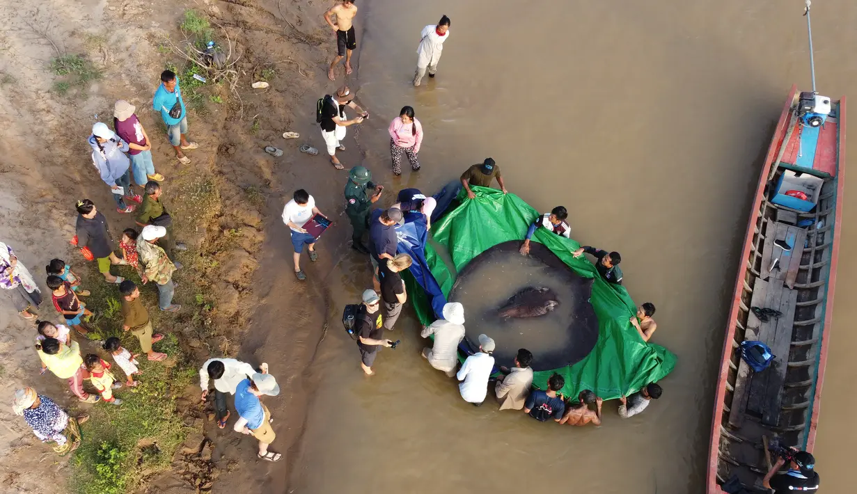 Dalam foto yang diambil pada 14 Juni 2022, penduduk desa menyaksikan tim bersiap untuk melepaskan ikan pari air tawar raksasa kembali ke Sungai Mekong di provinsi timur laut Stung Treng, Kamboja. Setidaknya sekitar selusin orang dikerahkan untuk mengangkut ikan pari aDalam foto yang diambil pada 14 Juni 2022, penduduk desa menyaksikan tim bersiap untuk melepaskan ikan pari air tawar raksasa kembali ke Sungai Mekong di provinsi timur laut Stung Treng, Kamboja. Setidaknya sekitar selusin orang dikerahkan untuk mengangkut ikan pari air tawar terbesar itu untuk mencapai tepian sungai Mekong. (Sinsamout Ounboundisane/FISHBIO via AP)
ir tawar terbesar itu untuk mencapai tepian sungai Mekong. (Sinsamout Ounboundisane/FISHBIO via AP)