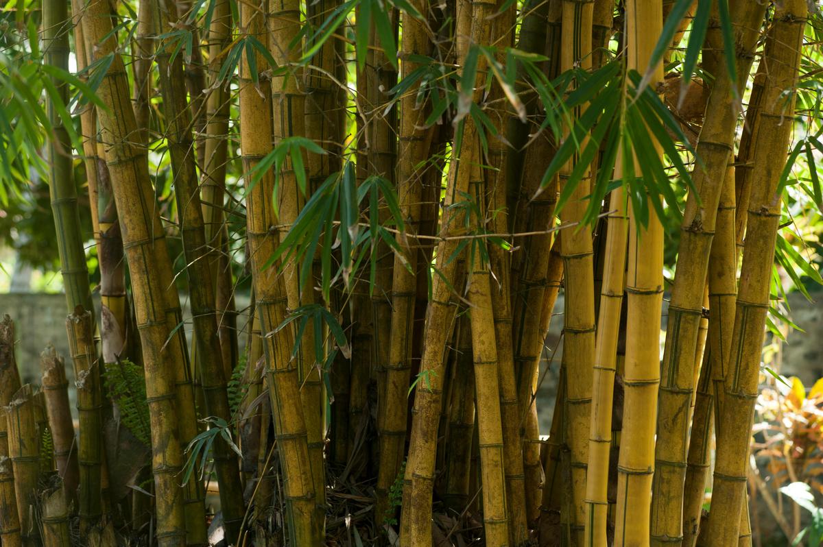 Ilustrasi bambu kuning