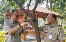 Trivia: 60% Nyamuk Lokal Srengseng Kini Ber-Wolbachia, Tekan Risiko DBD di Jakarta Barat