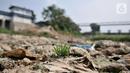 Rerumputan tumbuh dari dasar aliran Kali Bekasi yang menyurut di kawasan Margahayu, Bekasi, Jawa Barat, Selasa (8/10/2019). Musim kemarau berkepanjangan menyebabkan debit air Kali Bekasi menurun dan hampir mengering di beberapa titik. (merdeka.com/Iqbal Nugroho)