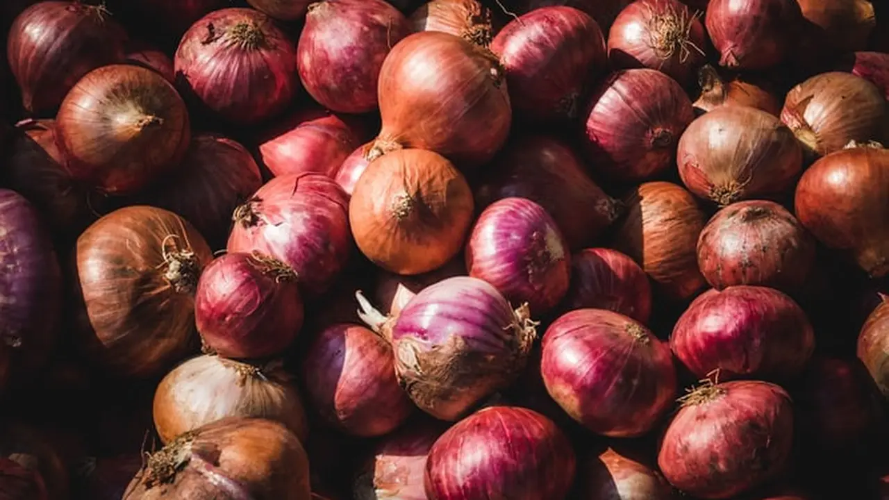 Ilustrasi bawang