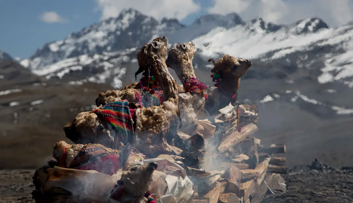 Llama muda dibakar sebagai persembahan ritual Pachamama atau Ibu Bumi di gunung La Cumbre, pinggiran La Paz, Bolivia, Rabu (1/8). Bulan Agustus, orang-orang berkumpul melakukan persembahan menghormati dewi bumi dan meminta keberuntungan. (AP/Juan Karita)