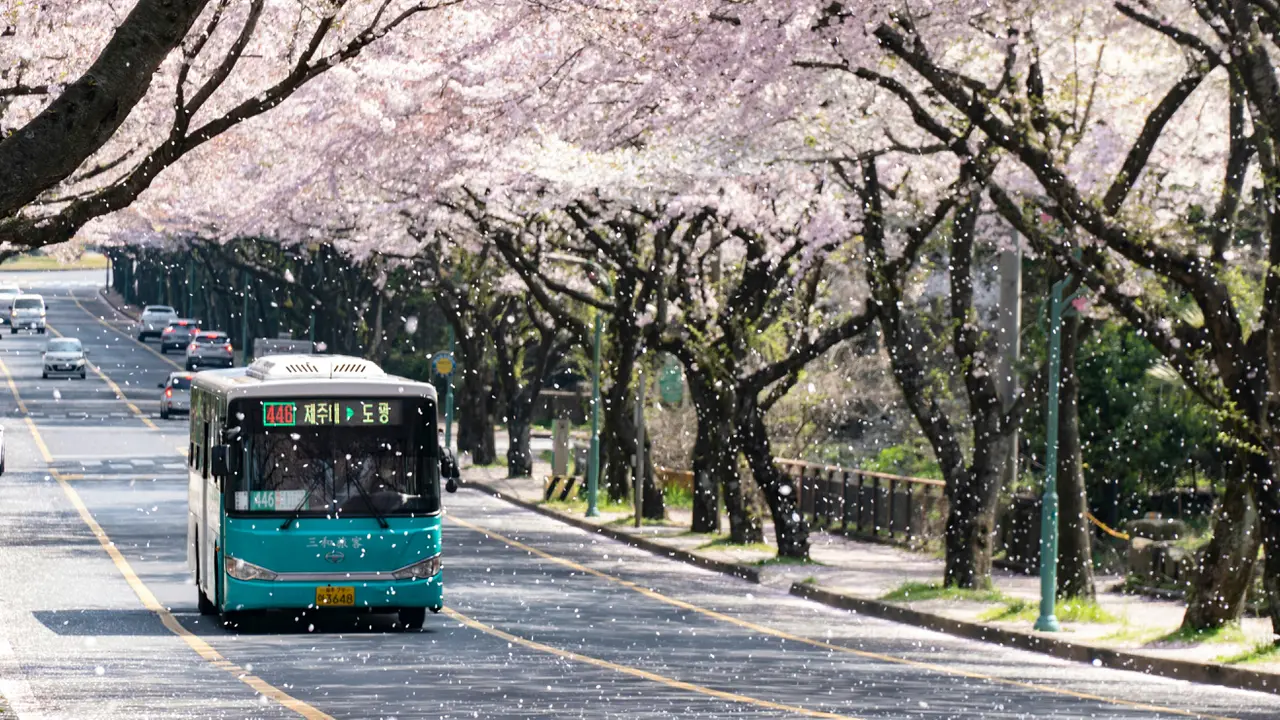 5 Rekomendasi Tempat Menikmati Bunga Sakura di Korea Selatan, Tak Melulu Harus ke Jepang