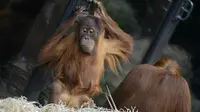 2 orangutan berbagi emosional dengan seorang ibu yang tengah menyusui bayinya di luar kandang.(Aww.com.au)