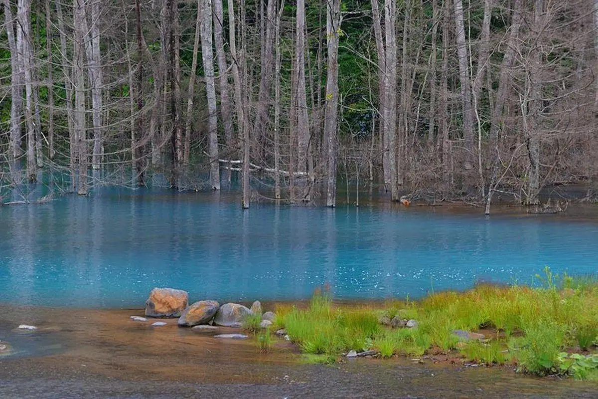 Pesona Blue Pond di Hokkaido yang Menyejukan Mata