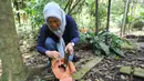 Peneliti Sofie Mursidawati mengecek jenis kelamin bunga Rafflesia Patma yang mekar di Kebun Raya Bogor, Jawa Barat, Minggu (15/9/2019). Tumbuhan parasit yang merupakan bunga terbesar di dunia ini berstatus terancam punah. (merdeka.com/Arie Basuki)